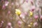 Yellow magnolia flowers against the background of lushly blooming pink magnolia in the spring garden.