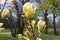 Yellow Magnolia tree flowers in spring