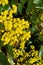 Yellow Mahonia aquifolium flowers with bee