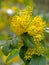 Yellow Mahonia flower blossoms