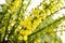 Yellow mahonia flowers