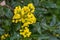 Yellow mahonia flowers