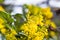 Yellow Mahonia Flowers