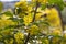 Yellow Mahonia Flowers