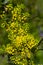 Yellow mahonia japonica