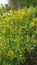 Yellow mahonia shrub flower bloom in the garden