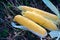 Yellow maize corncob