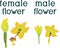 Yellow male and female zucchini flowers