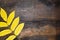 Yellow Manchurian walnut leaves Juglans mandshurica on dark brown wooden surface. Autumn composition with copy space.