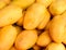 Yellow mango pile photo for background or wallpaper. Bunch of tropical fruits