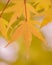 Yellow Maple Autumn Leave