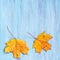 Yellow maple autumn leaves on blue wooden backdrop.. Top veiw, flat lay, copy space