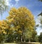 Yellow maple foliage