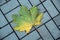 Yellow Maple Leaf