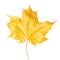 Yellow maple leaf