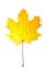 Yellow maple leaf