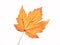 Yellow maple leaf