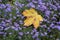 Yellow maple leaf on autumn flowers