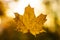 Yellow maple leaf in the autumn single isolated
