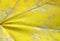 Yellow maple leaf background. Veins and silvery spots