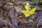 Yellow maple leaf among brown leaves