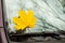 Yellow maple leaf on a car glass