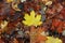 Yellow maple leaf on dry old leaves. Autumn concept, wallpaper background