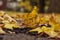 A yellow maple leaf fallen on ground
