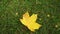 A yellow maple leaf falls on the green grass of the lawn. autumn leaf fall.