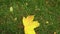 A yellow maple leaf falls on the green grass of the lawn. the hand picks it up.