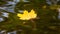 Yellow maple leaf floats in dark water