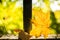 Yellow maple leaf on granite wall through which the sun shines. Autumn concept. copy space.