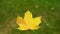 Yellow maple leaf on green grass of lawn. autumn leaf fall. change of seasons.
