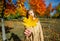 Yellow maple leaf in hand of woman with nature in background.Colorful maple leaf against the sunlight background