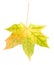 Yellow maple leaf isolated