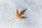 Yellow maple leaf lying down on melting snow background