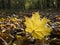 Yellow maple leaf lying on a forest footpath