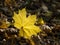 Yellow maple leaf lying on a forest footpath