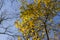 Yellow Maple Leaves in Autunm Forest