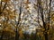 Yellow maple leaves on the background of the autumn sky