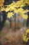 Yellow maple leaves border at autumn forest, blurred background. Season changing. A tree branch of maple, fall.