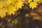 Yellow maple leaves border at autumn forest, blurred background. Season changing. A tree branch of maple, fall.