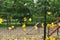 Yellow maple leaves on a fence mesh. Autumn sketch, leaves on the fence.