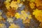 Yellow maple leaves floating in puddle, it`s raining