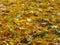 Yellow maple leaves on the green grass, golden autumn background