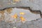 Yellow maple leaves are lying in a pothole filled with water. Dangerous destroyed roadbed.The bad road.