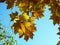 Yellow maple leaves shine through in the sun against a blue sky background