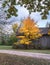 Yellow maple at an old barn