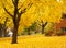 Yellow maple tree landscapes