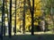 Yellow maples in the autumn forest on a blurred background